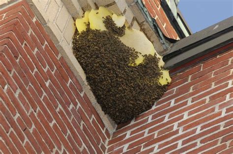 Honey Bee Swarms Removal Pest Control Services At Best Price In Pune