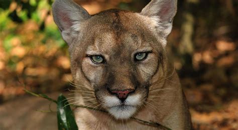 Florida Panther Struck And Killed By Vehicle In Fort Myers