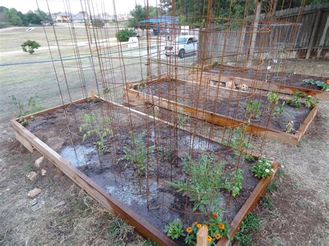 Rebeccas Texas Garden Tomato Cages
