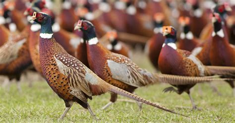 Outdoors Hunters Gear Up For Pheasant Hunting