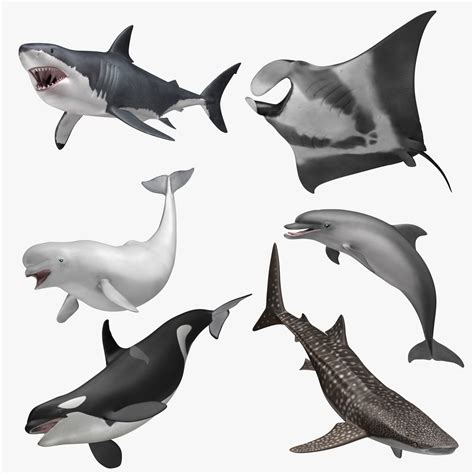 3d Model Aquatic Animals