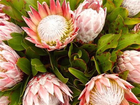 The king protea (protea cynaroides) took the title of south africa's national flower. Blackwoods.co.za Growing Proteas - The South African ...