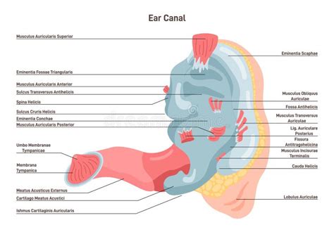 Anatomie Van Het Menselijk Oor Geluidsgevoelig Orgaan In Het Kanaal Oren Intern Vector