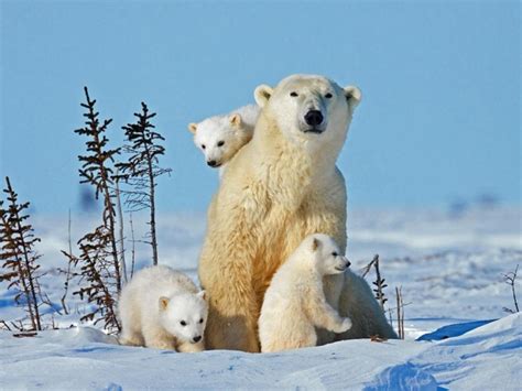 Pictures Released Of Baby Polar Bears In Canada Ny Daily