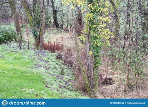 Trees In Green Woodland During Spring Season Stock Image Image Of