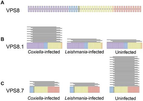 Differential Expression Of Mrna Isoforms Differential Isoform Download Scientific Diagram