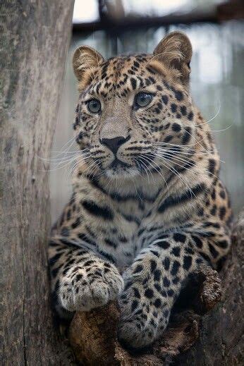 Jaguar Wild Cats Cats Animals