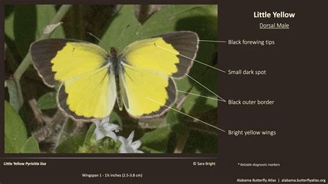 Little Yellow Alabama Butterfly Atlas