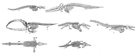 Check spelling or type a new query. cad drawings details of skeletons of dinosaurs in huge numbered - Cadbull