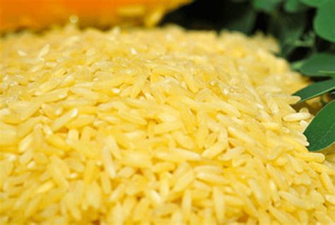 Gm Golden Rice Commercialization In Philippines Far From Reality May Be Delayed Until 2023