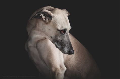 Fun Portraits Of Incredibly Expressive Dogs Whose Expressions Look