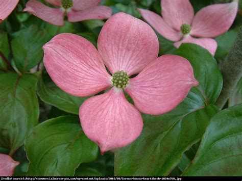 Maybe you would like to learn more about one of these? Dereń kousa Heart Throb - Cornus kousa Heart Throb