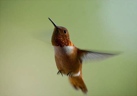 Hummingbird Ecology Ask A Biologist