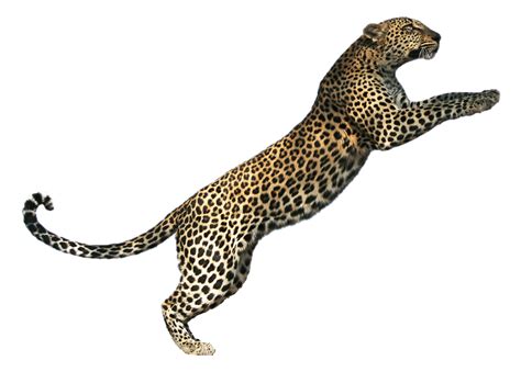 Download Jaguar Leopard Cat Tiger Lion Cheetah Hq Png Image Freepngimg