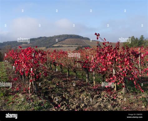 Vine Leaves Turn Red In Lte Autumn In A Vineyard In The Aude Languedoc