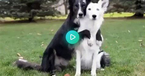 Dog Hugs  On Imgur