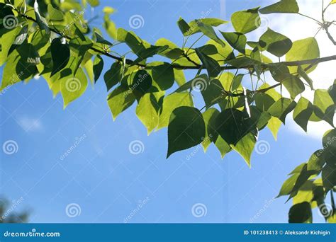 Fresh Green Leaves Of Trees On Clear Blue Sky Stock Image Image Of