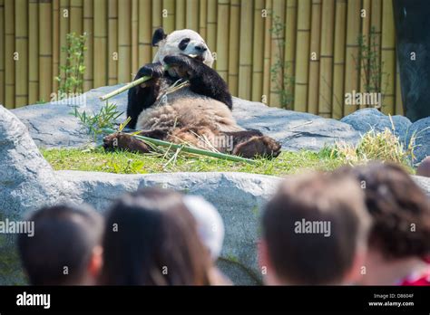 Toronto Zoo Pandas Stock Photo - Alamy
