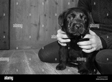 Labrador Puppy Being Held Stock Photo Alamy