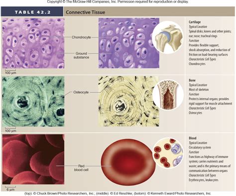 Types Of Connective Tissue Animal Tissue Structure And Types Of