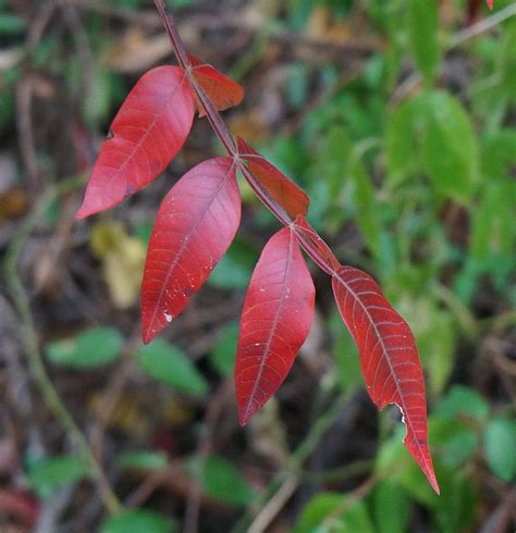 How To Spot Poison Ivy Oak And Sumac