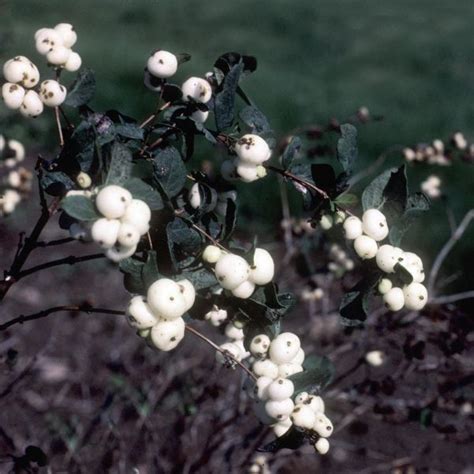 White Hedge Snowberry Bush Nature Hills Nursery