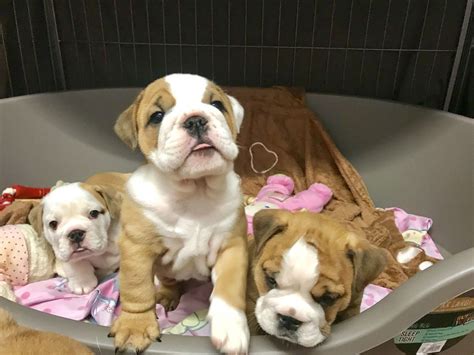 English Bulldog Puppies For Sale Pittsburgh Pa 281678