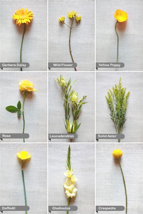 Names Of Yellow Flowers