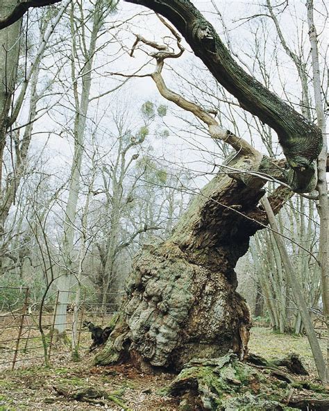 A Gnarled Ancient Tree Photo By Ted Green Woodlandtrust