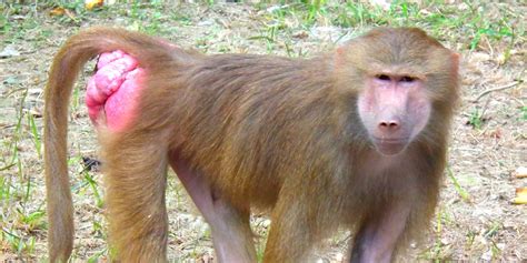 7 Red Butt Monkeys Species Traits And Behaviors
