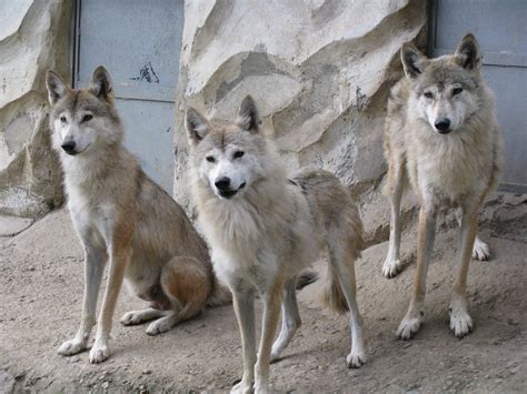 Himalayan Zoo Darjeeling A Trio Of Tibetan Wolf In Darjee Flickr