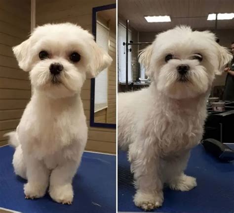 14 Best Maltese Haircuts For Dog Lovers In 2020 Maltese Haircut