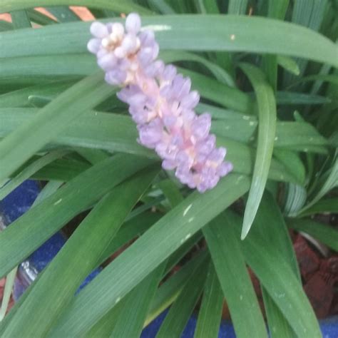 Liriope Muscari Super Blue Lilyturf Super Blue In Gardentags Plant