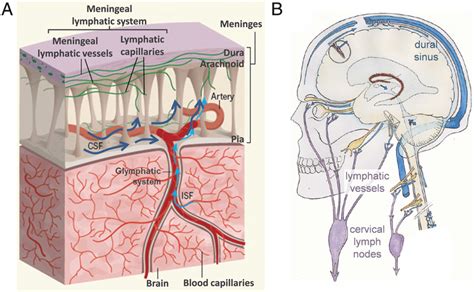 Drainage Of Csf Via The Meningeal Lymphatic System A Part Of The Csf