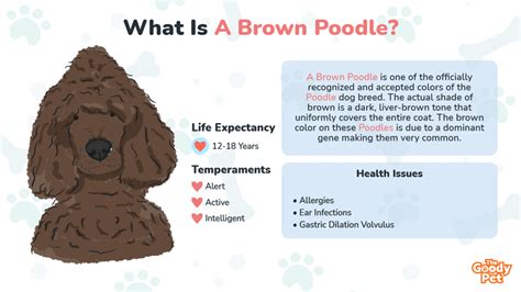 Brown Poodle Your Complete Breed Guide The Goody Pet