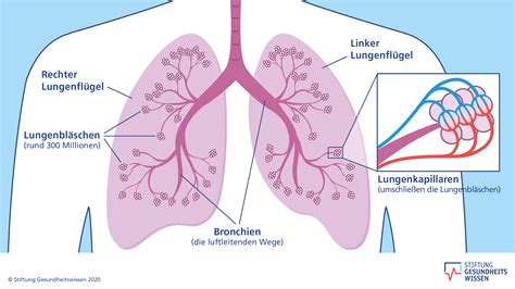 Wie Funktioniert Die Lunge Stiftung Gesundheitswissen