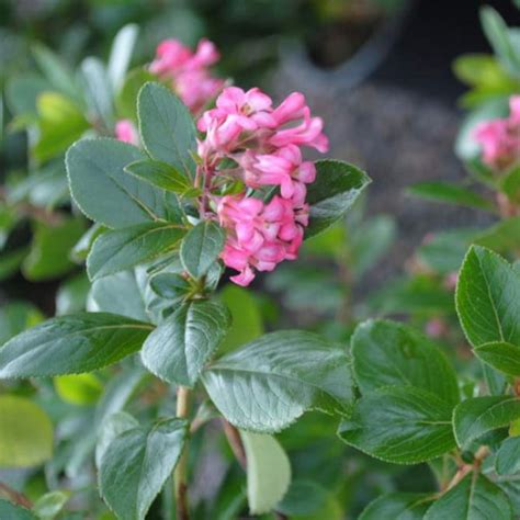 Escallonia Exoniensis Fradesii Pink Princess Pink Princess Plantinfo