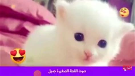 مراحل نمو القطه سبحان الله اجمل قطه في العالم youtube