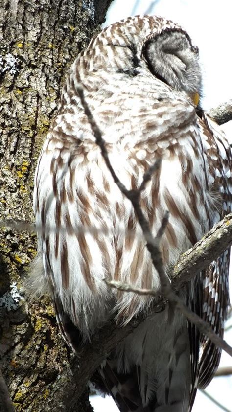 Barred Owl Sighted At West Cranberry Tract In Whitby Paperblog