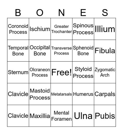 Bone Anatomy Bingo Card