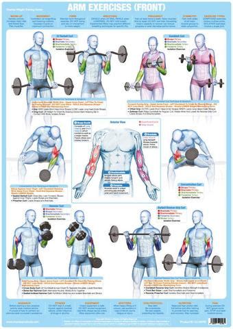 Given that muscles make movement happen, each muscle will create a certain movement around a joint. Arms Muscles (Front) - Weight Training Chart