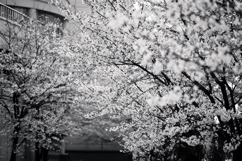 Wallpaper ID: 230238 / black and white picture of cherry blossom tree