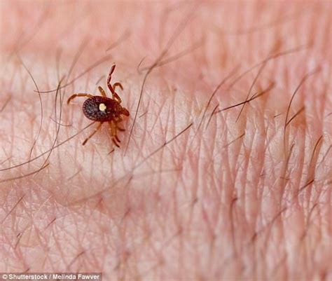 Lone Star Tick Bites Can Cause People To Be Allergic To Meat Lyme