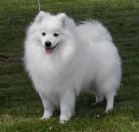 Health Tested Champion Japanese Spitz Stud Only