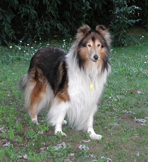 The umpire, a small boy of twelve, was lying on his stomach, squealing and tickling a collie. Collie