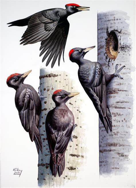 Woodpeckers Of Europe Black Woodpecker Colour Plate