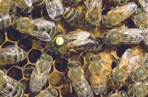 Gentle And Prolific Carniolan Queen Bees