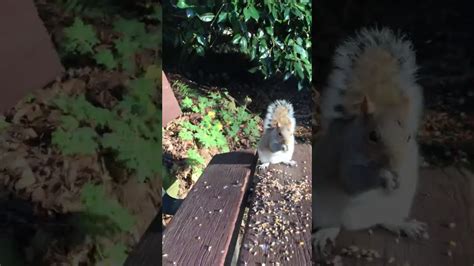 Cute Squirrel Gets Taken Out By Another Youtube