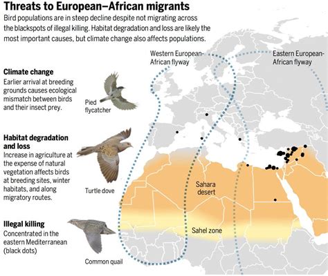 Can We Save Europes Migratory Birds