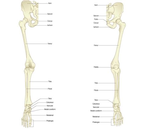 The two bones beneath your knee that make up your shin are your tibia and fibula. Overview of bones of the lower limb: posterior and ...